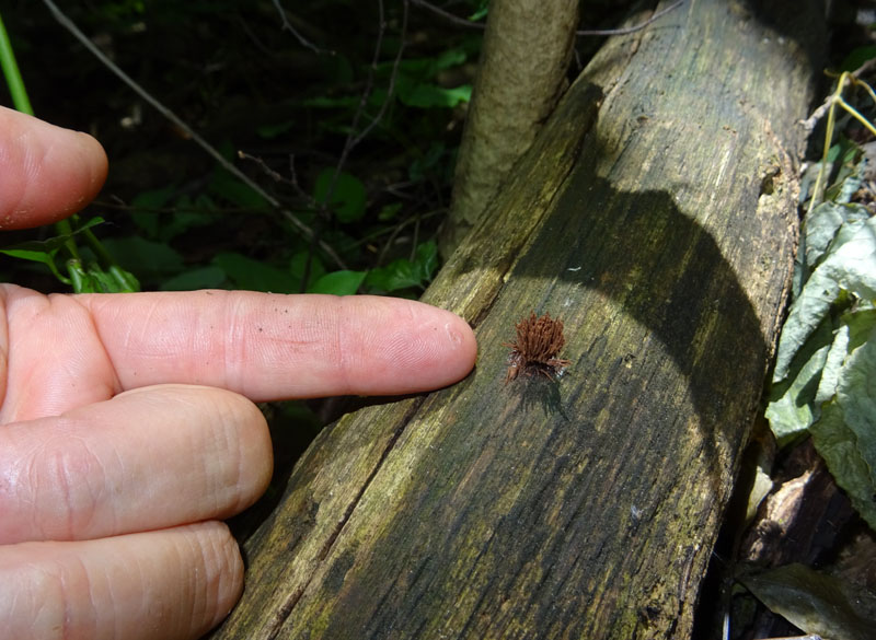 Stemonitis fusca var. rufescens